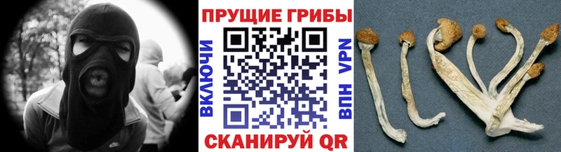 Галлюциногенные грибы Psilocybe  darknet официальный сайт  Белоозёрский 